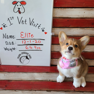 Pet Care - Does your pet need an annual exam? Do you have a new pet that needs their 1st check up? Dr. Tillema will do a detailed exam on your pet and review a plan to get your pet feeling happy and healthy!
Does your pet need dental care? We offer dental cleanings on dogs and cats. Great dental products are also available.
Is your pet up to date on vaccines? We carry vaccines for small and large animals at a great price daily! Not sure what your pet needs? Let us help you! Pet Care - Does your pet need an annual exam? Do you have a new pet that needs their 1st check up? Dr. Tillema will do a detailed exam on your pet and review a plan to get your pet feeling happy and healthy!
Does your pet need dental care? We offer dental cleanings on dogs and cats. Great dental products are also available.
Is your pet up to date on vaccines? We carry vaccines for small and large animals at a great price daily! Not sure what your pet needs? Let us help you!