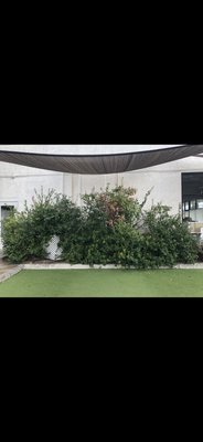 Yard Debris - We offer many landscaping services. Removal of weeds, trees, unwanted plants and much more Yard Debris - We offer many landscaping services. Removal of weeds, trees, unwanted plants and much more