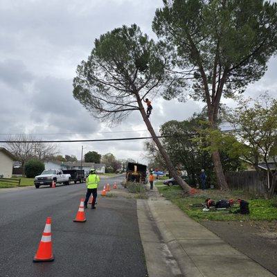 Safe & Efficient Pine Tree Removal: Eliminating a Hazardous Leaning Tree - Successful Tree Removal by Erick Tree Services 🌳✅ 

At Erick Tree Services, we take pride in providing safe, efficient, and professional tree removal services. Our latest project was a perfect example of our expertise in action! 

A homeowner reached out to us with concerns about a Pine Tree.  The tree had started leaning dangerously close to the street, posing a major risk to their property and family and drivers. After a thorough assessment, our team determined that removal was the safest option. 

💪 The Process: 
✔️ Safety First – We secured the area and ensured all necessary precautions were in place. 
✔️ Expert Climbing & Rigging – Our skilled crew used precision cutting and rigging techniques to carefully lower branches without causing damage. 
✔️ Efficient Cleanup – Once the tree was down, we removed all debris, leaving the property spotless! 

Thanks to our experienced team, the removal was completed on time and without any issues. The homeowner was thrilled with the results and can now enjoy their yard with peace of mind. 

If you have a tree that needs professional attention, Erick Tree Services is here to help! Call us today for a free estimate!
