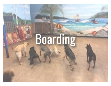 Dog Boarding - Dog Boarding
Big Dogs
Cage Free Dog Boarding, Pasadena, CA
All Dogs

Small Dogs
Small Dog Playroom
Daily Dog Boarding Rates
Small dog (40 lbs. or less) – Daily rate $50.00

Medium dog (above 40 lbs.) – Daily rate $60.00

Dogs that require private rooms – Daily rate $70.00

** Charges are computed by the night. Day of check in can be 7 am on. Check out time is 11 am. Late check out will pay 50% daycare fee. 

Here’s What To Bring
We serve breakfast and dinner that you provide for the duration of your dog’s stay. Please pack meal-sized portions including cookies and treats if desired. If you prefer, we also offer house food. We can accommodate any diet and any medication regimen and there is no charge for this service. We provide bowls, doggie beds and toys.

Registration Process
Compile all necessary vaccination information.

Bordetella Vaccine – Required every 6 months.
Rabies Vaccine – Required every 1 or 3 years.
DHLPP Vaccine – Required every 1 or 3 years.
Important: Proof of current vaccinations is required for the appointment.

Please double check the last time the Bordetella vaccination was given, as our requirements may differ from your veterinarian’s expiration dates. Was the Bordetella vaccination given within 6 months of today’s date?

The registration process is not complete without proof of current vaccinations.