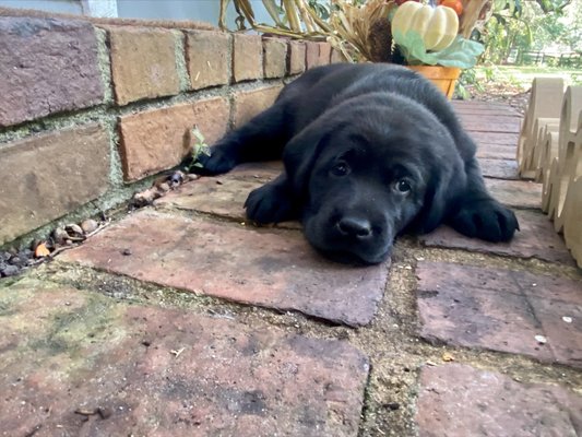 Black Lab Puppies - Past Litters - Here are some pictures of some of our past puppies! We love when our clients send us pictures of their new family member growing up! Black Lab Puppies - Past Litters - Here are some pictures of some of our past puppies! We love when our clients send us pictures of their new family member growing up!
