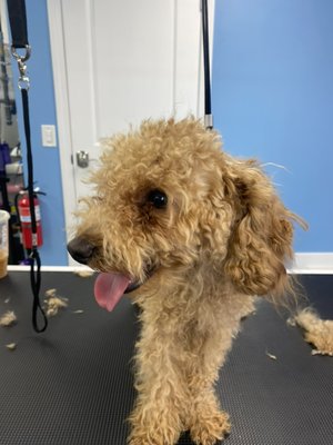 Dog grooming 🐕 - At Super Dog grooming, we believe in providing the best care for your furry friends using only natural, high-quality products. 🌿🐾
Our team is dedicated to making every grooming experience as pleasant and comfortable as possible. We treat each pet with the utmost care and love, ensuring they feel safe and pampered throughout the process. 🐶💖
From luxurious baths to stylish trims, we are here to make your pets look and feel their best. Our natural products not only clean but also nourish their coat and skin, leaving them fresh, clean, and wonderfully fragrant. ✂️✨
It will be our pleasure to care for and pamper your beloved pets, making sure they leave our salon looking fabulous and feeling happy. 🛁🌟
Come visit us and let us give your furry family members the love and care they deserve! Dog grooming 🐕 - At Super Dog grooming, we believe in providing the best care for your furry friends using only natural, high-quality products. 🌿🐾
Our team is dedicated to making every grooming experience as pleasant and comfortable as possible. We treat each pet with the utmost care and love, ensuring they feel safe and pampered throughout the process. 🐶💖
From luxurious baths to stylish trims, we are here to make your pets look and feel their best. Our natural products not only clean but also nourish their coat and skin, leaving them fresh, clean, and wonderfully fragrant. ✂️✨
It will be our pleasure to care for and pamper your beloved pets, making sure they leave our salon looking fabulous and feeling happy. 🛁🌟
Come visit us and let us give your furry family members the love and care they deserve!