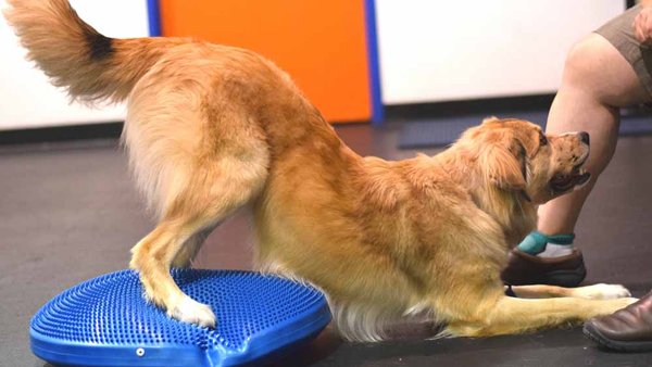 Enrichment Classes & Workshops - Keep your dog active with innovative dog training classes you won’t find anywhere else in Culver City. Great for dogs that need more – or perhaps better – hobbies. Beyond sit and stay, there’s still so much to learn!
Most workshops tackle a specific subject matter in a six-week curriculum (three weeks for a few). Enrichment classes such as Dog Tricks are ongoing group classes you can fold into your weekly training plan. Enrichment Classes & Workshops - Keep your dog active with innovative dog training classes you won’t find anywhere else in Culver City. Great for dogs that need more – or perhaps better – hobbies. Beyond sit and stay, there’s still so much to learn!
Most workshops tackle a specific subject matter in a six-week curriculum (three weeks for a few). Enrichment classes such as Dog Tricks are ongoing group classes you can fold into your weekly training plan.