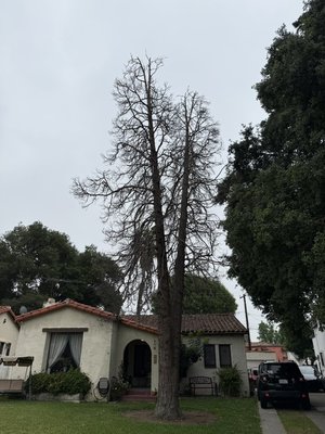 Cedar removal - here we removed a dead Cedar and we ground out the stump ! Cedar removal - here we removed a dead Cedar and we ground out the stump !