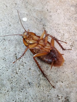 Pest Control Program - Pest Control is a year round necessity throughout the Coachella Valley. Get ahead of the season and call us today for your free home inspect