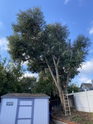 Tree removal done out in Murrieta - Eucalyptus tree removal done out in Murrieta. Customer was satisfied that we took it down safe and didn’t break anything. Tree removal done out in Murrieta - Eucalyptus tree removal done out in Murrieta. Customer was satisfied that we took it down safe and didn’t break anything.