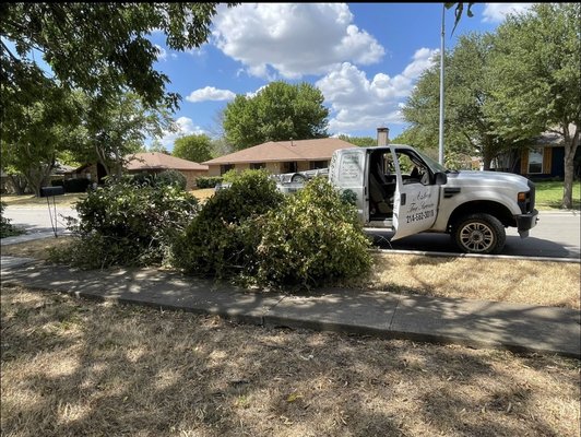 Lumber tree falling down - Removed high trees that was very thick and dense. Lumber tree falling down - Removed high trees that was very thick and dense.