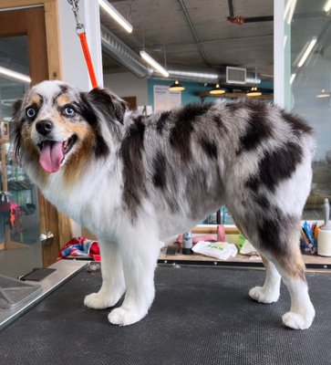 Before and After Grooming - We have amazing groomers some of whom have over 20 years in the pet grooming industry! Before and After Grooming - We have amazing groomers some of whom have over 20 years in the pet grooming industry!
