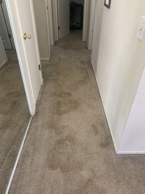 Pet stain & odor treatment. - This is a result of our pet odor and stain treatment on a heavily soiled hallway. Pet stain & odor treatment. - This is a result of our pet odor and stain treatment on a heavily soiled hallway.