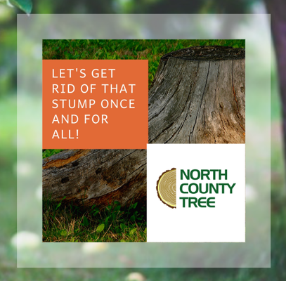 Stump Grinding and Tree Trimming Experts! - Arbor Care
NCT offers a full range of services, as both a Tree Service Contractor and as a Certified Arborist, to help protect your trees from outside/inside elements. ISA Accredited.
Tree Services
Bonded, insured and ISA certified North County Tree can respond quickly and professionally to assist when the unexpected strikes.
About Our Team
NCT concentrates on modest-size projects involving trimming and tree removal needs which often include high-hazard tree situations.
Tree Removal, Trimming, Land & Lot Clearing, Stump Grinding!
North County Tree has shown outstanding service to property owners for over 25 years. We are committed to the best horticultural and tree service practices in the North San Diego County area. We are bonded, insured, and ISA Certified. North County Tree has helped owners with their decisions to sustain tree health and address their arboricultural concerns. We offer safe and professional expertise, including handling the challenges of the most difficult and problematic tree situations. Stump Grinding and Tree Trimming Experts! - Arbor Care
NCT offers a full range of services, as both a Tree Service Contractor and as a Certified Arborist, to help protect your trees from outside/inside elements. ISA Accredited.
Tree Services
Bonded, insured and ISA certified North County Tree can respond quickly and professionally to assist when the unexpected strikes.
About Our Team
NCT concentrates on modest-size projects involving trimming and tree removal needs which often include high-hazard tree situations.
Tree Removal, Trimming, Land & Lot Clearing, Stump Grinding!
North County Tree has shown outstanding service to property owners for over 25 years. We are committed to the best horticultural and tree service practices in the North San Diego County area. We are bonded, insured, and ISA Certified. North County Tree has helped owners with their decisions to sustain tree health and address their arboricultural concerns. We offer safe and professional expertise, including handling the challenges of the most difficult and problematic tree situations.