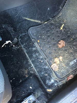 Dog Hair Removal! - Has your dog caked your car in hair? We can make it look like it was never there! Dog Hair Removal! - Has your dog caked your car in hair? We can make it look like it was never there!