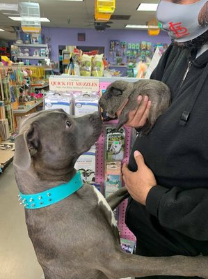 Dogs! - Take a look at some of our doggie friends! Dogs! - Take a look at some of our doggie friends!