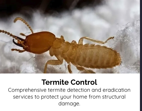 Termite Control - Protect your biggest investment with our comprehensive termite control solutions. We use advanced inspection methods and industry-leading treatments to detect, eliminate, and prevent termite infestations—helping you maintain a safe and structurally sound home. Termite Control - Protect your biggest investment with our comprehensive termite control solutions. We use advanced inspection methods and industry-leading treatments to detect, eliminate, and prevent termite infestations—helping you maintain a safe and structurally sound home.