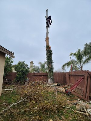 2023 Riverside Tree Removal #1 - Customer Requested a Tree Removal and stump grind. 
Due to stormy weather and it being overgrown.
Also to avoid any damages of it felling in the future.