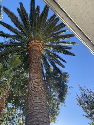 Tree Trimming and Pruning - Professional, affordable tree service company fully licensed & Insured Workers Compensation for
your protection. Tree Trimming and Pruning - Professional, affordable tree service company fully licensed & Insured Workers Compensation for
your protection.