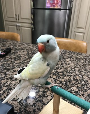 Stunning Indian Ringneck Parrots! - 🗣️ Meet your new chatterbox: the Speaking Indian Ringeck Parrot! Known for their remarkable ability to mimic speech, these charming companions will fill your home with laughter and conversation. Bright, playful, and endlessly entertaining, they’re perfect for any family. Bring home a feathered friend today! 🦜❤️