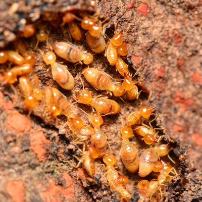 Termite Treatments - Our Termite Services Plan will Prevent Termite Infestations in your Home
It is critical to prevent termite invasions or you could face costly repairs to your home. We offer a FREE termite services inspection. If termites are found during the inspection, we will recommend a treatment plan to fit your home and budget. We also offer a termite services (treatment) warranty. This will cover any future termite treatments needed at your home and is transferable if you sell the home*. To learn more about our termite services and to schedule your free inspection, please call us at 214-216-6407.
Termite Information
Termite Services
The most common termite pest species in Texas are subterranean termites. These can be found throughout Texas and surrounding states. Adult termites are dark-brown to blackish in color and measure about 3/8 inch-long. You will sometimes see “swarmers” of these termites. This means they are in reproductive stages. The job of reproductive termites is to mate and start new colonies. Termites in these swarms may or may not have wings, since their wings often are shed shortly after flight. Swarming termites are often confused with ants but can be distinguished by two simple characters.
Termites lack the “pinched” waist of ants. Also, termite wings are equal in length, compared to ants that have longer front wings. Termites swarms can occasionally, enter homes through open doors, windows or cracks and small openings. If you find a termite swarmer indoors, this is a very reliable signal of infestation. Termite reproduction can occur throughout the year, but are most common between the months of February and May in Texas. So if you see termites in your home or in your yard, its time to call Tactical Pest Services for termite services.
I just found termites in my yard. Does my house need to be treated?
Not necessarily, but we highly recommend an inspection. In Texas, termites are common in the soil wherever wood is to be found. Most yards, especially those in older neighborhoods, will support termites. But we have found termites in newer neighborhoods in McKinney, Frisco, Plano and surrounding areas. While termites are usually more abundant in some areas, chances are good that your yard has termites. Finding termites in a fence, woodpile or other landscape timbers, does not necessarily mean that your home needs to be treated, but it should alert you to the presence of termites around your home and consider having a professional investigate further. It might also be a good time to have a prevention treatment. Remember, its much less expensive to prevent termites than it is to fix the problems they cause to your home.
Hollow tubes constructed from soil or other organic material climbing up a foundation of your home is a sign of termite activity reaching your home and it means you should get a professional termite services inspection. Always keep soil and debris, such as wood mulch, stacked wood or other wood debris away from the foundation of your home. This reduces the chance of termite entry and makes it easier to inspect your home for termite signs. If you suspect termites, it’s a good idea to have Tactical Pest Services’ termite services.
What do I do if I already have Termites?
If our inspector reveals that you have termites in your home, we offer termite services that will exterminate them. Our certified inspector will go over options with you and find a plan that fits your needs and budget. As always, our work is always guaranteed. Call today to learn more about our termite treatments and termite services.
Contact us today for a FREE ESTIMATE! Call (214) 216-6407 or email.
Check out our Facebook page to see what our customers and friends have to say about Tactical Pest Services.
Termite Services and pest control services for Dallas, McKinney, Plano, Frisco, Allen, Prosper, Garland and surrounding areas.
*Restrictions apply. Please discuss our termite services plan with a Tactical Pest Services representative for more information. Termite Treatments - Our Termite Services Plan will Prevent Termite Infestations in your Home
It is critical to prevent termite invasions or you could face costly repairs to your home. We offer a FREE termite services inspection. If termites are found during the inspection, we will recommend a treatment plan to fit your home and budget. We also offer a termite services (treatment) warranty. This will cover any future termite treatments needed at your home and is transferable if you sell the home*. To learn more about our termite services and to schedule your free inspection, please call us at 214-216-6407.
Termite Information
Termite Services
The most common termite pest species in Texas are subterranean termites. These can be found throughout Texas and surrounding states. Adult termites are dark-brown to blackish in color and measure about 3/8 inch-long. You will sometimes see “swarmers” of these termites. This means they are in reproductive stages. The job of reproductive termites is to mate and start new colonies. Termites in these swarms may or may not have wings, since their wings often are shed shortly after flight. Swarming termites are often confused with ants but can be distinguished by two simple characters.
Termites lack the “pinched” waist of ants. Also, termite wings are equal in length, compared to ants that have longer front wings. Termites swarms can occasionally, enter homes through open doors, windows or cracks and small openings. If you find a termite swarmer indoors, this is a very reliable signal of infestation. Termite reproduction can occur throughout the year, but are most common between the months of February and May in Texas. So if you see termites in your home or in your yard, its time to call Tactical Pest Services for termite services.
I just found termites in my yard. Does my house need to be treated?
Not necessarily, but we highly recommend an inspection. In Texas, termites are common in the soil wherever wood is to be found. Most yards, especially those in older neighborhoods, will support termites. But we have found termites in newer neighborhoods in McKinney, Frisco, Plano and surrounding areas. While termites are usually more abundant in some areas, chances are good that your yard has termites. Finding termites in a fence, woodpile or other landscape timbers, does not necessarily mean that your home needs to be treated, but it should alert you to the presence of termites around your home and consider having a professional investigate further. It might also be a good time to have a prevention treatment. Remember, its much less expensive to prevent termites than it is to fix the problems they cause to your home.
Hollow tubes constructed from soil or other organic material climbing up a foundation of your home is a sign of termite activity reaching your home and it means you should get a professional termite services inspection. Always keep soil and debris, such as wood mulch, stacked wood or other wood debris away from the foundation of your home. This reduces the chance of termite entry and makes it easier to inspect your home for termite signs. If you suspect termites, it’s a good idea to have Tactical Pest Services’ termite services.
What do I do if I already have Termites?
If our inspector reveals that you have termites in your home, we offer termite services that will exterminate them. Our certified inspector will go over options with you and find a plan that fits your needs and budget. As always, our work is always guaranteed. Call today to learn more about our termite treatments and termite services.
Contact us today for a FREE ESTIMATE! Call (214) 216-6407 or email.
Check out our Facebook page to see what our customers and friends have to say about Tactical Pest Services.
Termite Services and pest control services for Dallas, McKinney, Plano, Frisco, Allen, Prosper, Garland and surrounding areas.
*Restrictions apply. Please discuss our termite services plan with a Tactical Pest Services representative for more information.