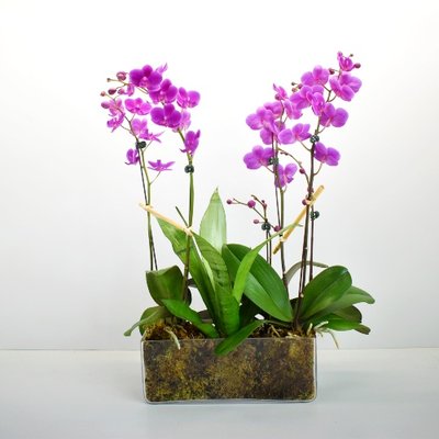 Plants - House Plants and Succulents at Scent & Violet, flowers and gifts available for pick-up or local delivery in Houston, TX area. For up-to-date availability please visit https://www.scentandviolet.com/plants/ Plants - House Plants and Succulents at Scent & Violet, flowers and gifts available for pick-up or local delivery in Houston, TX area. For up-to-date availability please visit https://www.scentandviolet.com/plants/