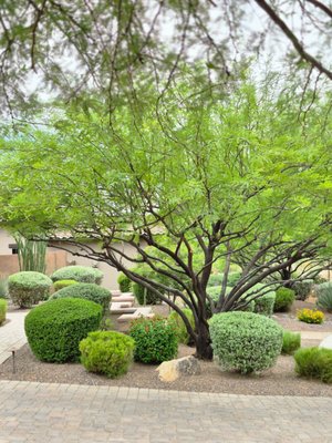 Tree services - TREE SERVICES
* Tree Trimming
* Palm Tree Trimming 
* Stump Removal
* Tree Removal