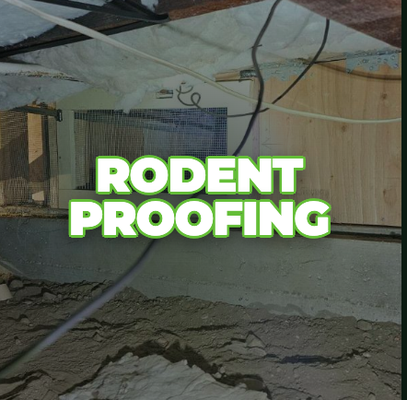 Rodent Proofing - Rodent exclusion and sealing work to shut down every entry point mice and rats were using to get into this crawlspace. We identified the access gaps, sealed them with rodent-proof materials, and reinforced vulnerable areas so pests can't get back in. Combined with insulation removal and replacement, this keeps your home both pest-free and energy-efficient. Rodent Proofing - Rodent exclusion and sealing work to shut down every entry point mice and rats were using to get into this crawlspace. We identified the access gaps, sealed them with rodent-proof materials, and reinforced vulnerable areas so pests can't get back in. Combined with insulation removal and replacement, this keeps your home both pest-free and energy-efficient.