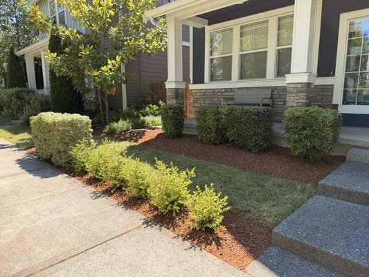 Everett HOA Pruning & Cleanup + Bark Install - This overgrown Everett home needed a quick manicure + bed cleanup to comply with their HOA. We additionally applied a thick layer of Cedar bark for a sharp appearance and nuisance plant mitigation. Everett HOA Pruning & Cleanup + Bark Install - This overgrown Everett home needed a quick manicure + bed cleanup to comply with their HOA. We additionally applied a thick layer of Cedar bark for a sharp appearance and nuisance plant mitigation.
