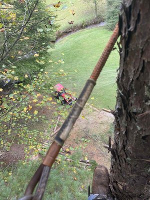Tree work & removal - This was tree work and removal 
Suches ga