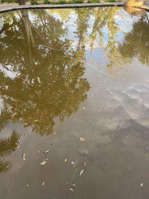 Cleaning after a mudslide - This customer’s pool was hit hard after a recent storm and mudslide. There was one week between the first and last photo.