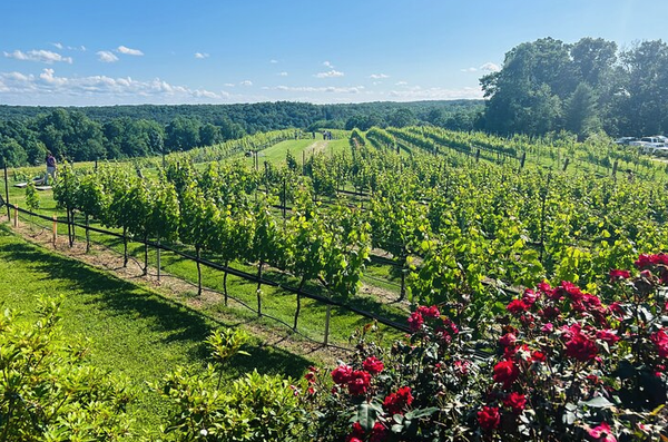 Dahlonega Wine & Dine Private Tour from Atlanta - Journey through beautiful and stunning Dahlonega, North Georgia on this half-day tour from the Atlanta metropolitan area. Your private chauffeur will pick up your group from your hotel or private residence anywhere in the Atlanta metropolitan area, as well as drop you off at the end of the tour. Your group will visit wineries and vineyards with stunning scenic mountain views, and explore Dahlonega, North Georgia with an expert guide who handles all the driving as your private chauffeur, leaving your group free to enjoy wining at The Cottage and Serenity Cellars, and head on over to dine in Montaluce or Wolf Mountain, depending on availability, as you sit back and relax, and enjoy the incredible scenery. This tour requires a minimum of 2 and most seating is limited to 6 participants, so you can enjoy a more intimate experience of Georgia’s natural mountain landscapes. 7+ participants will be in multiple vehicles and/or a shuttle van. Dahlonega Wine & Dine Private Tour from Atlanta - Journey through beautiful and stunning Dahlonega, North Georgia on this half-day tour from the Atlanta metropolitan area. Your private chauffeur will pick up your group from your hotel or private residence anywhere in the Atlanta metropolitan area, as well as drop you off at the end of the tour. Your group will visit wineries and vineyards with stunning scenic mountain views, and explore Dahlonega, North Georgia with an expert guide who handles all the driving as your private chauffeur, leaving your group free to enjoy wining at The Cottage and Serenity Cellars, and head on over to dine in Montaluce or Wolf Mountain, depending on availability, as you sit back and relax, and enjoy the incredible scenery. This tour requires a minimum of 2 and most seating is limited to 6 participants, so you can enjoy a more intimate experience of Georgia’s natural mountain landscapes. 7+ participants will be in multiple vehicles and/or a shuttle van.