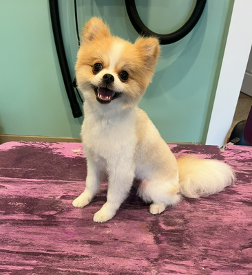 Glow Up 3 - This pup came in for his first ever bath and haircut. He did such a good job and left looking so handsome!
