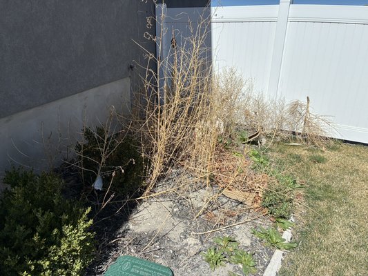 Weed removal - This customer had a weed infestation!
Pulled every single weed and made the yard brand new again. Weed removal - This customer had a weed infestation!
Pulled every single weed and made the yard brand new again.