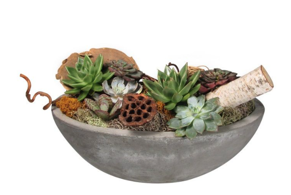 Succulents - Order on our website for 10% off deliveries with promo code: Yelp10 Succulents - Order on our website for 10% off deliveries with promo code: Yelp10