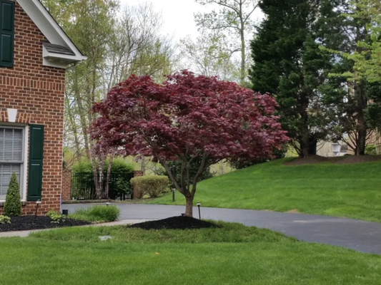 Pruning Perfection ✂️🌳 - ✂️ Expert Pruning
Expert Trimming, Shaping, and Pruning
Unlock the true beauty and health of your landscape with our expert pruning services! At [Your Company Name], we understand there’s both art and science to keeping trees, shrubs, and hedges at their absolute best. Pruning is essential not just for appearance, but for the overall well-being of your plants. 🌳✨

🌱 Benefits of Pruning
A skillfully pruned plant is healthier and more beautiful—strong branches are encouraged, symmetry is achieved, and sparse or leggy areas are transformed into lush, full growth. Pruning guides each plant to thrive in its most natural, graceful form. ✨

Early-stage trimming promotes long-term strength and shape, ensuring young plants mature as balanced, striking landscape features.

Why Prune?
Removes dead, damaged, or diseased wood, helping plants focus energy on healthy growth
Protects from further damage by insects, disease, and animals
Restores and maintains natural form
Enhances flowers, foliage, and overall beauty
Prolongs plant life and vigor
Prevents overcrowding, allowing air and sunlight to reach every branch 🌞
🌳 Types of Pruning We Offer
We tailor every service to your unique landscape and goals:

Trimming & Pruning: Encourages neatness and strength.
Remedial & Regenerative Pruning: Breathes new life into overgrown or neglected plants.
Size Reductions: Manages growth and maintains harmony in a maturing landscape.
Internal Trimming: Fills in sparse areas and guides inner growth.
Ornamental & Specimen Pruning: Highlights your standout trees and shrubs.
Large Tree Pruning: Reaches high to keep your biggest assets healthy.
Hedge Trimming: Shapes and thickens hedges, keeping them full and compact. 🌿
🔄 Remedial & Regenerative Pruning
For trees and shrubs that have outgrown their space or lost their shape, our expert “reset” process can make them compact and beautiful again. Careful removal of overgrown branches, with precise cuts in the right places, guides fresh, healthy growth and restores aesthetic appeal. 🌲

🪚 Size Reductions
Plants growing into each other or blocking your view? Our staged size reductions improve plant health without sacrificing privacy. We make sure your landscape stays balanced, flourishing, and practical for your needs.

🌿 Internal Trimming
We focus on more than just the surface. Strategic interior cuts guide inner growth, fill empty areas, and prep plants for future shaping—ensuring dense, lush foliage and a healthy plant structure inside and out.

👀 Our “Invisible” Pruning Method
You’ll never see plants looking “chopped” or bare. Our signature technique leaves a natural finish, preserving the plant’s beauty and hiding the work so you’re left with a fresh, natural look. 🌳👍

🌸 Ornamental and Specimen Trees
Magnificent trees are focal points of any property, and we take special care to make your ornamentals and specimens shine—preserving their unique character and elegance.

🌳 Hedge Trimming
Maintain that classic, tailored look or sculpt a lush, full hedge for privacy. Regular trimming increases fullness, creates clean lines, and promotes new growth.

🖌️ Trimming Styles for Every Taste
Prefer a woodsy, natural look? Or a precisely manicured, formal feel? Let us know your vision. We prioritize customer satisfaction and open communication to deliver exactly what you want. For major size reductions, we even work in stages—leaving foliage where privacy matters most.

🌟 Discover the Difference
Experience healthy, beautiful, and expertly shaped plants, every season.
Contact us today to schedule your expert pruning consultation!
Let us bring out the best in your landscape. 🌳✂️✨