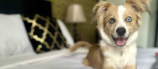 Pet Friendly - Pets are welcome! The Latchis Hotel welcomes four-legged friends in select rooms. You must call ahead for information. Pet Friendly - Pets are welcome! The Latchis Hotel welcomes four-legged friends in select rooms. You must call ahead for information.