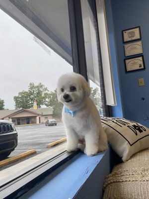 Fuzzie Paws Grooming - We Dematt, DeShedding, Bath, Blow Dry, Anal Gland Expressions, Hair Coloring, Teeth Brushing & More …