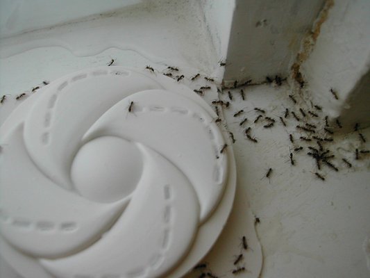 Ant Control - Complete ant treatment. Ants may be very social... just not with us. When they are invading your home, let us come and get rid of them for good.
Please call or text for a free quote:
Call: 916-682-2908
Text: 916-398-3426
. Ant Control - Complete ant treatment. Ants may be very social... just not with us. When they are invading your home, let us come and get rid of them for good.
Please call or text for a free quote:
Call: 916-682-2908
Text: 916-398-3426
.
