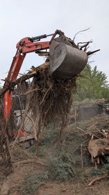 Murray pine tree removal - A pine tree was taking up most of the backyard and destroying the ground and grass with the roots. causing the grass to die. roots were popping up through the backyard and people were also tripping on them. We were able to remove the tree and the stump with the roots so it no longer caused any issues for the homeowner. Murray pine tree removal - A pine tree was taking up most of the backyard and destroying the ground and grass with the roots. causing the grass to die. roots were popping up through the backyard and people were also tripping on them. We were able to remove the tree and the stump with the roots so it no longer caused any issues for the homeowner.