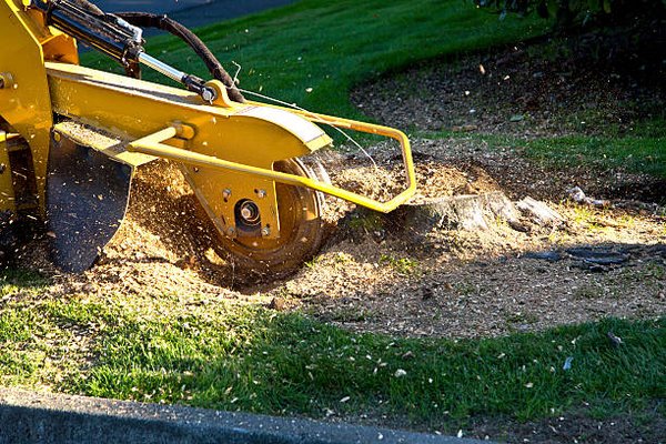 Stump Grinding Call/Text 3155245100 - Stump Grinding Call/Text 3155245100 Stump Grinding Call/Text 3155245100 - Stump Grinding Call/Text 3155245100