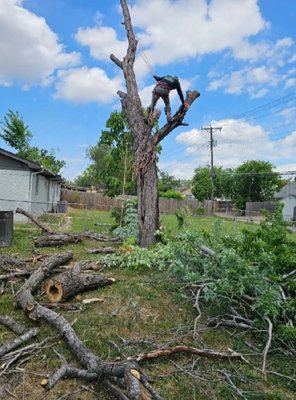 tree services removal experts - tree service removal experts tree services removal experts - tree service removal experts