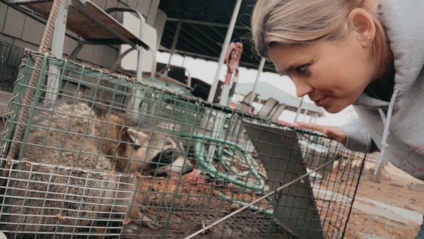 Raccoon Control - These masked bandits can some of the most mischievous and damaging critters in an urban environment. We can help resolve your problems. Call us today! Raccoon Control - These masked bandits can some of the most mischievous and damaging critters in an urban environment. We can help resolve your problems. Call us today!