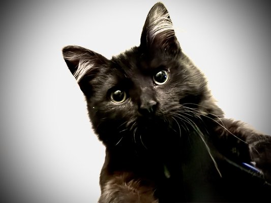 Cat Sitting/Boarding - Cat sitting visits/drop-ins and boarding now available at our Cat Hotel. Cat Sitting/Boarding - Cat sitting visits/drop-ins and boarding now available at our Cat Hotel.