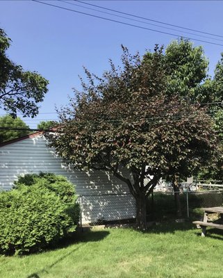 Umbrella Tree Prune - Nice fresh cut with a beautiful umbrella shape! Umbrella Tree Prune - Nice fresh cut with a beautiful umbrella shape!