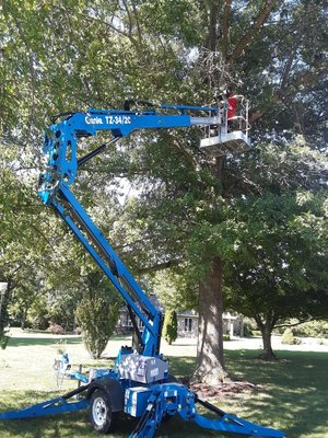 clearing limbs 2020 - clearing dead and dangerous limbs safely clearing limbs 2020 - clearing dead and dangerous limbs safely