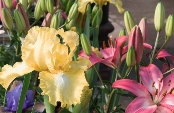 ANNUALS, PERENNIALS, AND SEASONAL PLANTS AND SEEDS - We always have a variety of colorful plants for your garden, whatever the season! ANNUALS, PERENNIALS, AND SEASONAL PLANTS AND SEEDS - We always have a variety of colorful plants for your garden, whatever the season!