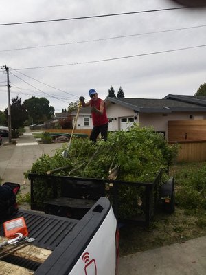kempher removal - kempher tree removal. kempher removal - kempher tree removal.