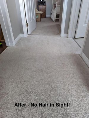 Carpet Cleaning from Excessive German Shepherd Hair - The homeowners were having a hard time keeping up with the hair from their German Shepherd dog. They were not sure if I could even do anything about their carpets. I convinced them to let me try. It took a while, but by the time I was done, you would never even know that they had a dog. The homeowners were thrilled! It made my day. Carpet Cleaning from Excessive German Shepherd Hair - The homeowners were having a hard time keeping up with the hair from their German Shepherd dog. They were not sure if I could even do anything about their carpets. I convinced them to let me try. It took a while, but by the time I was done, you would never even know that they had a dog. The homeowners were thrilled! It made my day.