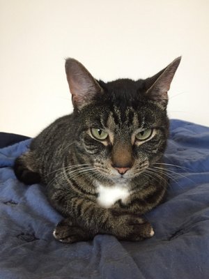 Katie's Kitty - Our beloved clients Katie's Kitty - Our beloved clients