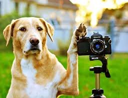 We Have a Pet Photographer - If you're anything like us, you LOVE taking photos of our dogs! If you're throwing a special event, wedding, birthday party (dog or human!) or any other event you would like to document, please contact Dani Tallent for all your photography needs!