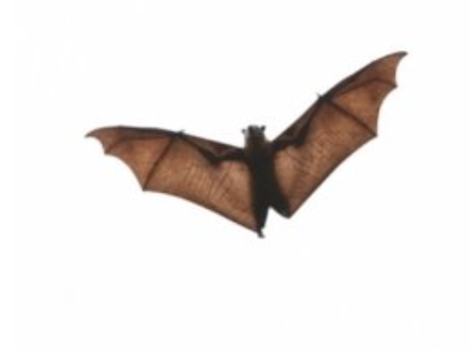 Flying Critter - Critter Control specializes in humane bat removal and prevention. There are six species of bats that are federally protected, and numerous states have specific regulations regarding bat removal. To avoid breaking any laws or regulations, call a professional for help when dealing with a bat problem. Flying Critter - Critter Control specializes in humane bat removal and prevention. There are six species of bats that are federally protected, and numerous states have specific regulations regarding bat removal. To avoid breaking any laws or regulations, call a professional for help when dealing with a bat problem.