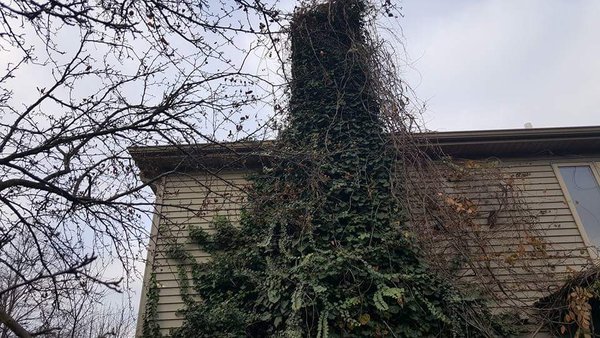 Ivy, Vine removal - A chimney lost in time from  Ivy, vine growth over the years.