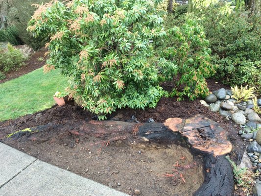 Stump Grinding - Took this stump to the ground and provided a nice new landscape with chips!